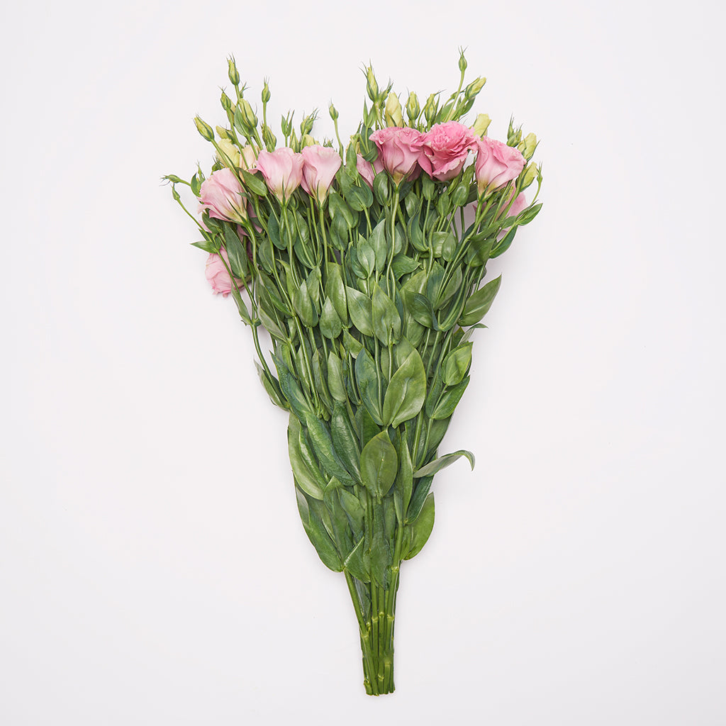 Lisianthus Rosado